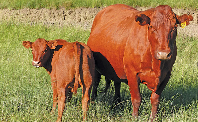 Bonsmara-cow-and-calf